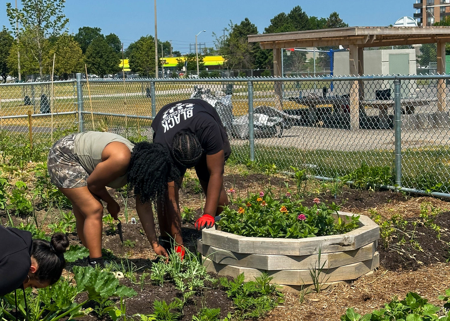 People tending to a community garden with a clear blue sky and urban background.
