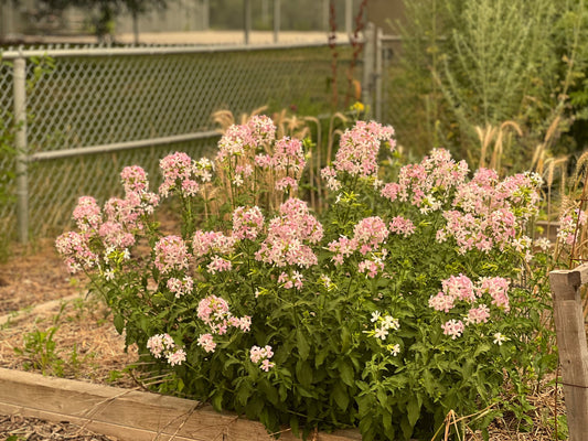 A Month into the Growing Season: Our Garden Update